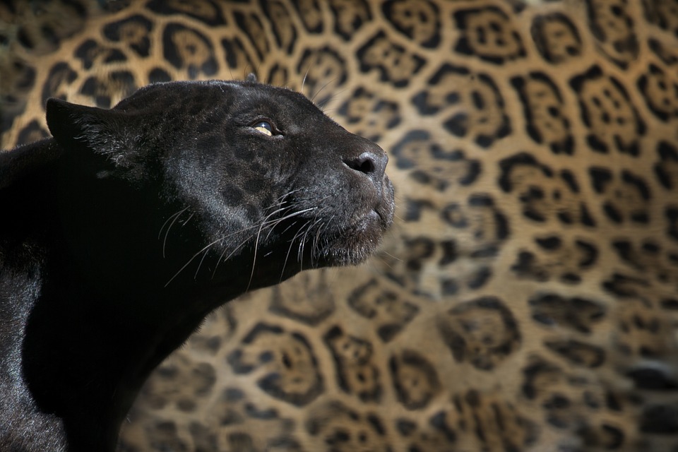 black panther