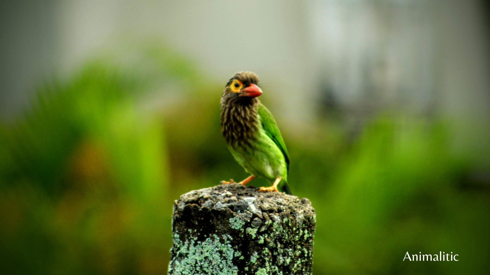 Brown-headed barbet