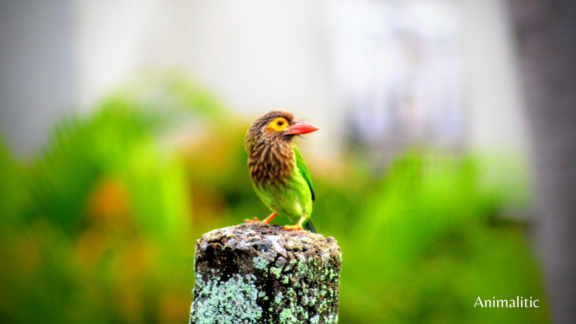 Brown-headed barbet