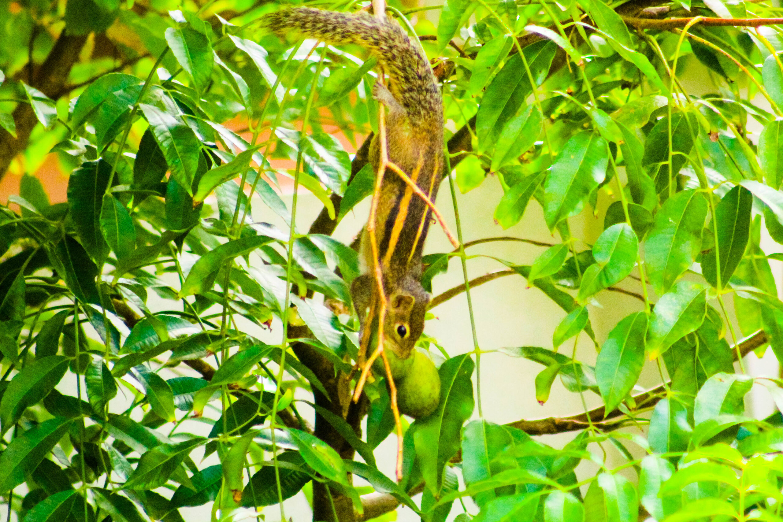 Striped Squirrel