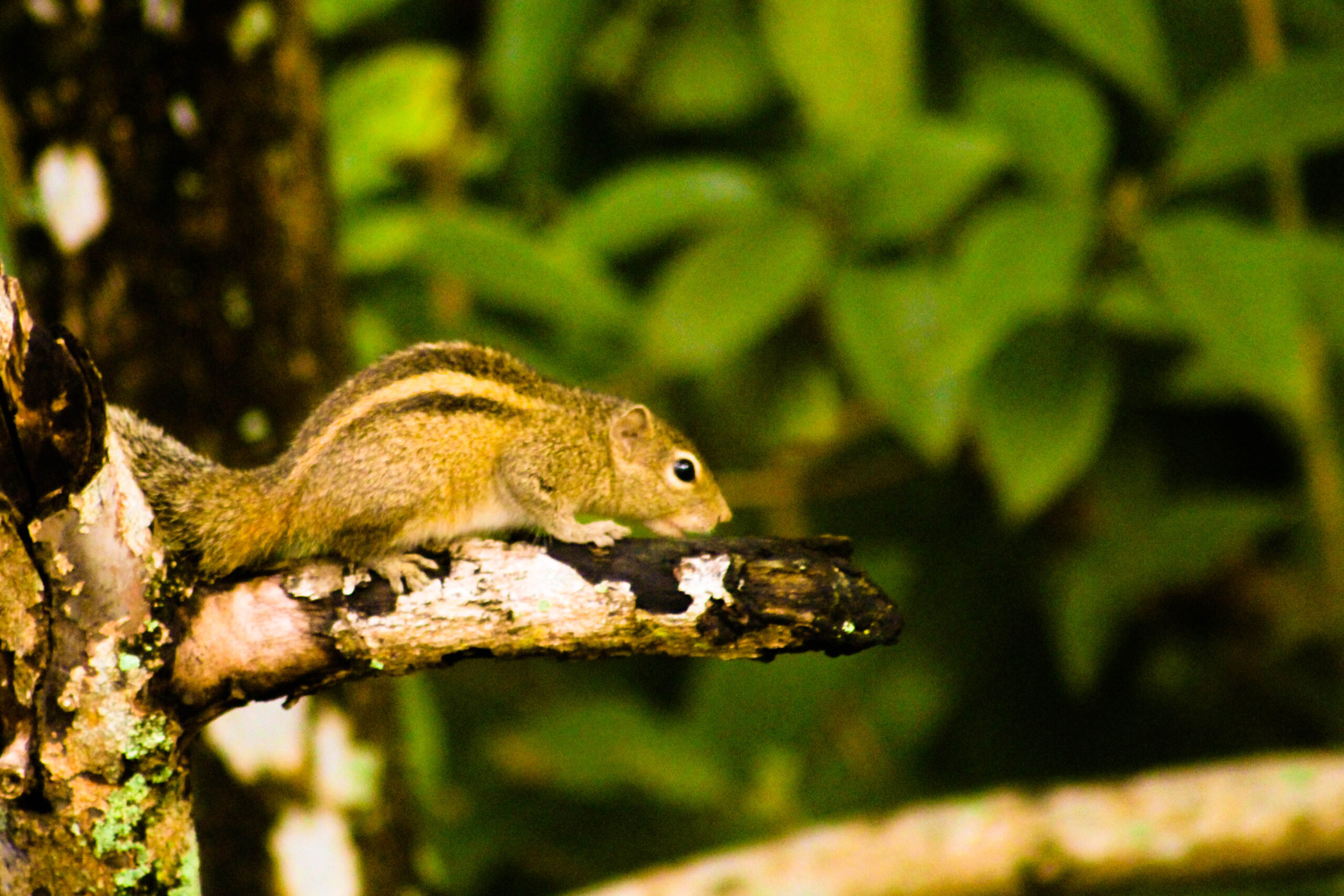 Striped Squirrel