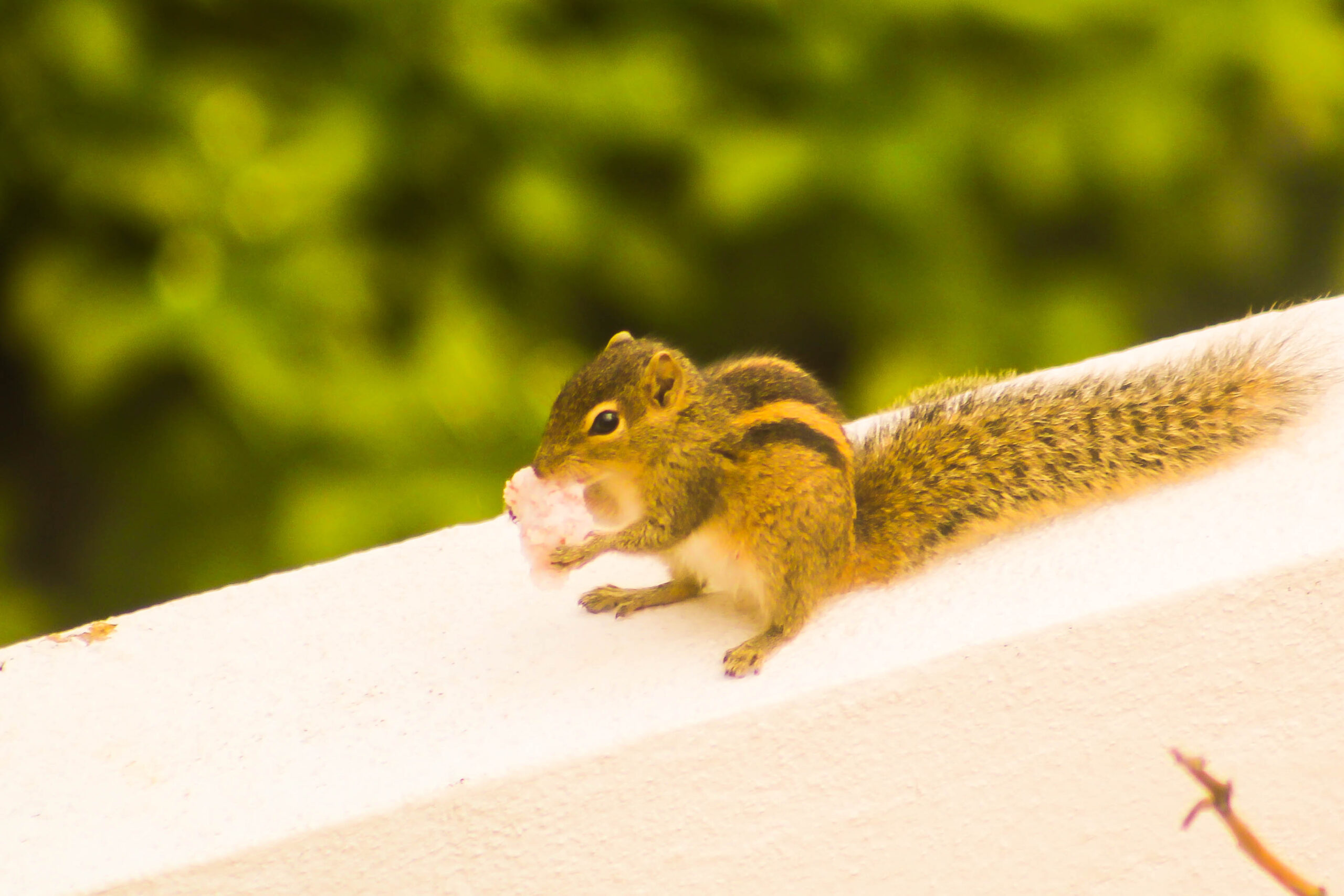 Striped Squirrel