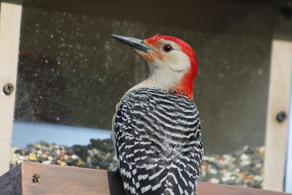 Red-bellied Woodpecker