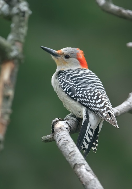 red-bellied woodpecker