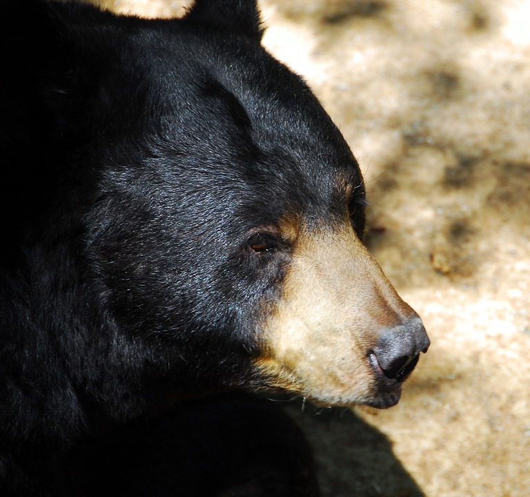 black bear