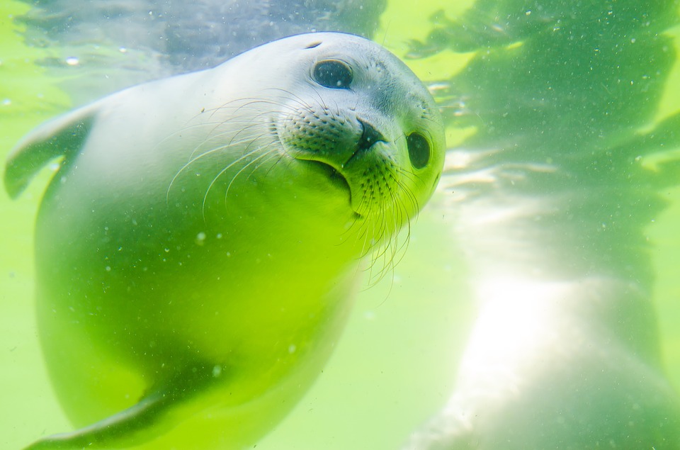 sea lion