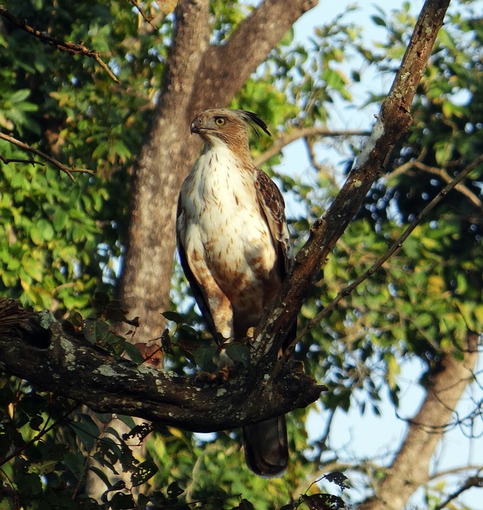 Crested Hawk Eagle
