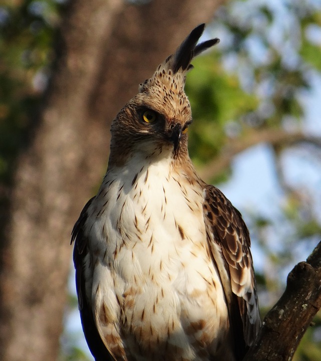 Crested Hawk Eagle