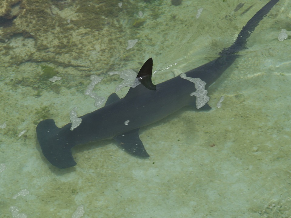 hammerhead shark