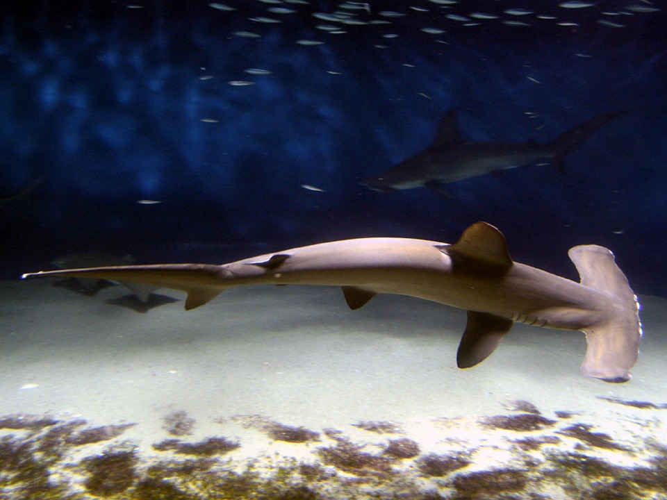 hammerhead shark