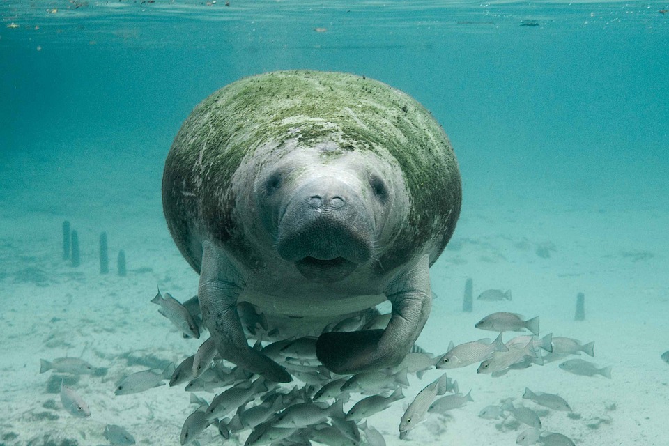 Dugong (Dugong dugon)