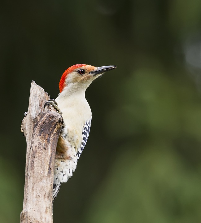 Red-bellied Woodpecker