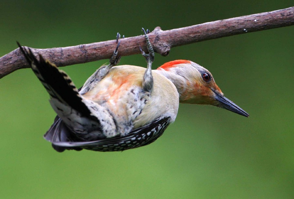 Red-bellied Woodpecker