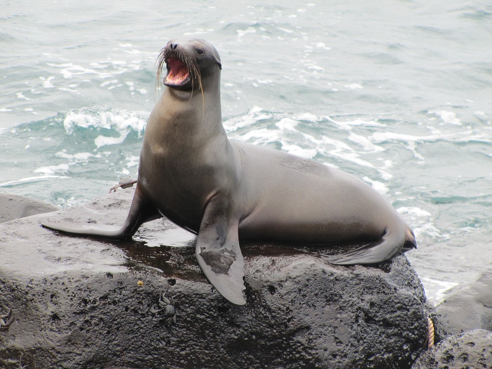 sea lion