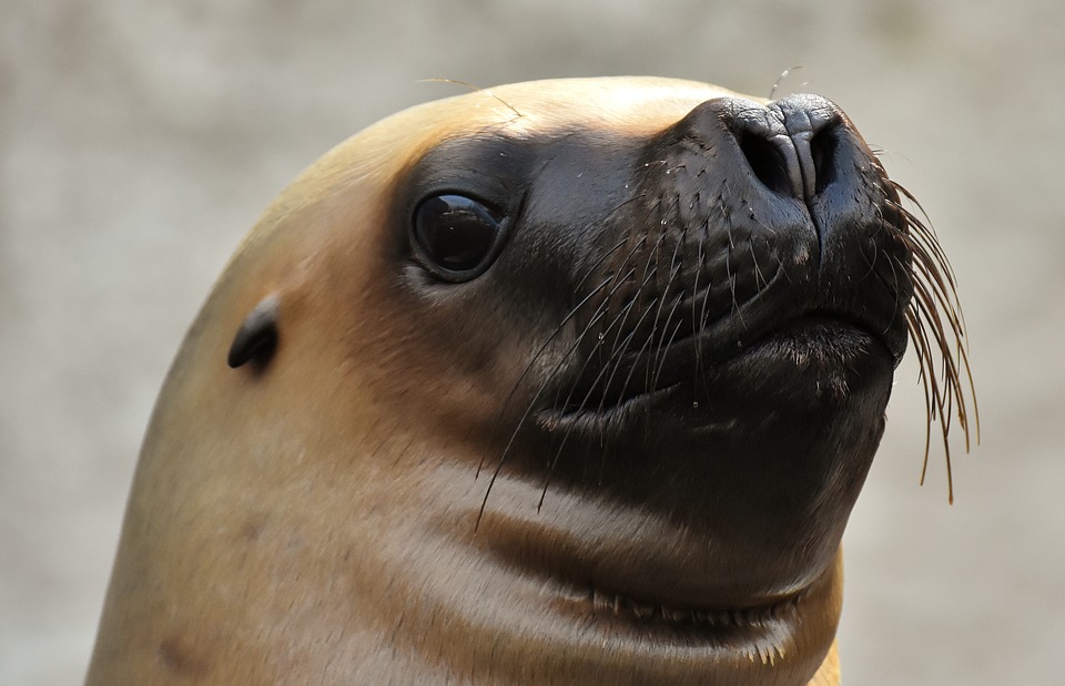 sea lion