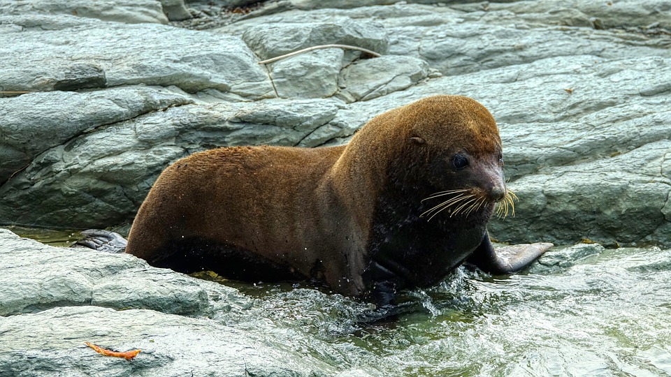 sea lion
