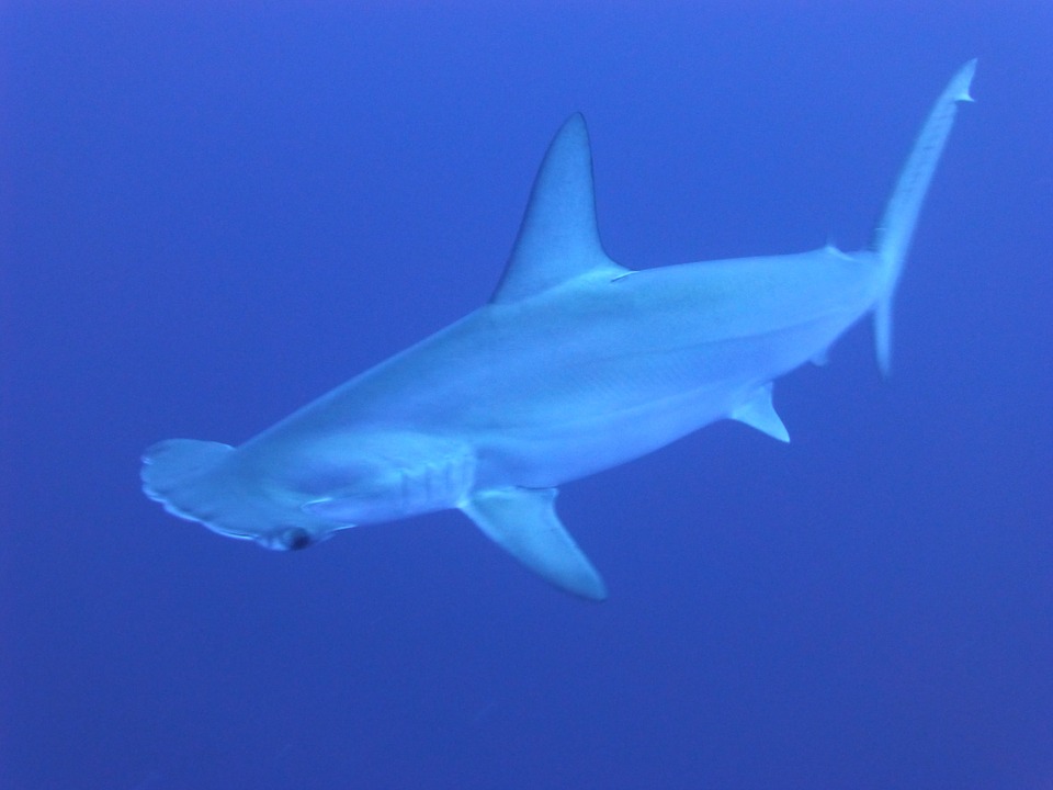hammerhead shark