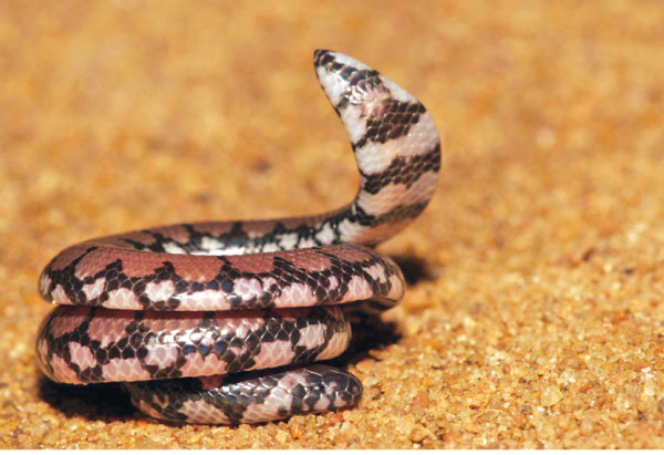 Sri Lankan Pipe Snake Sri Lankan Pipe Snake