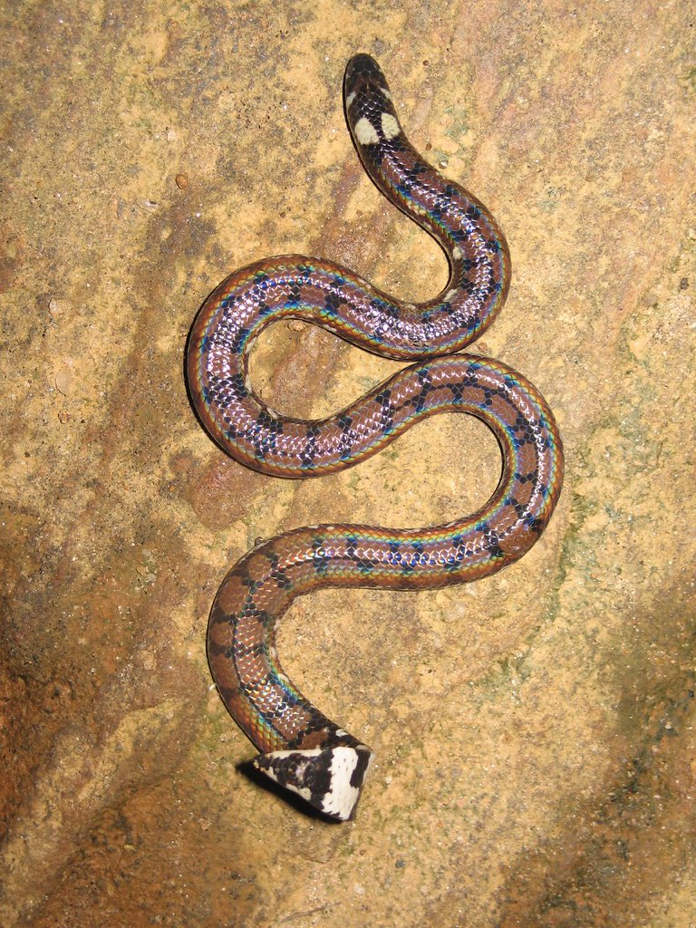 Sri Lankan Pipe Snake Animalitic Sri Lankan Pipe Snake