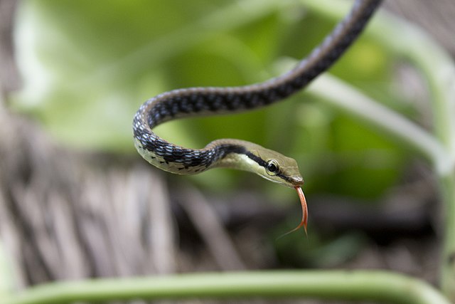 Common Bronzeback
