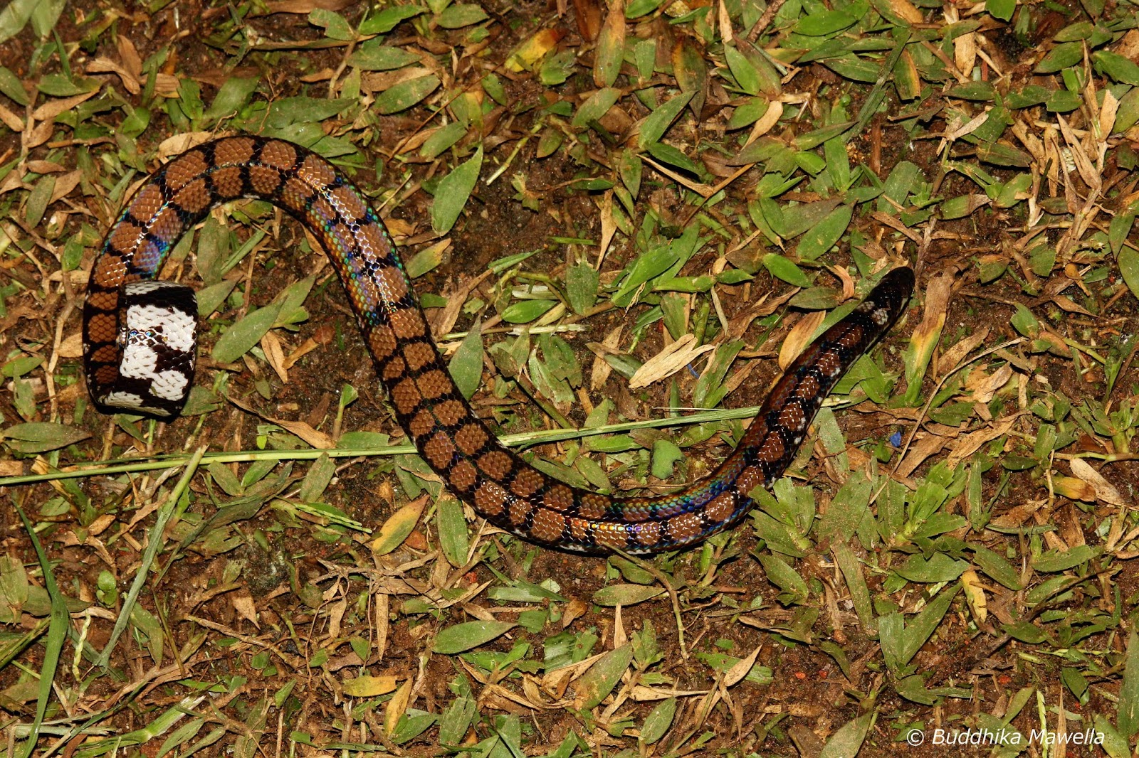 Sri Lankan Pipe Snake