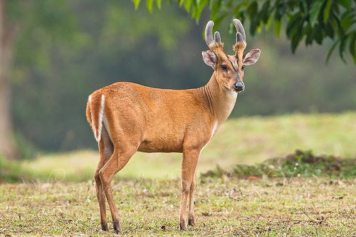 barking-deer