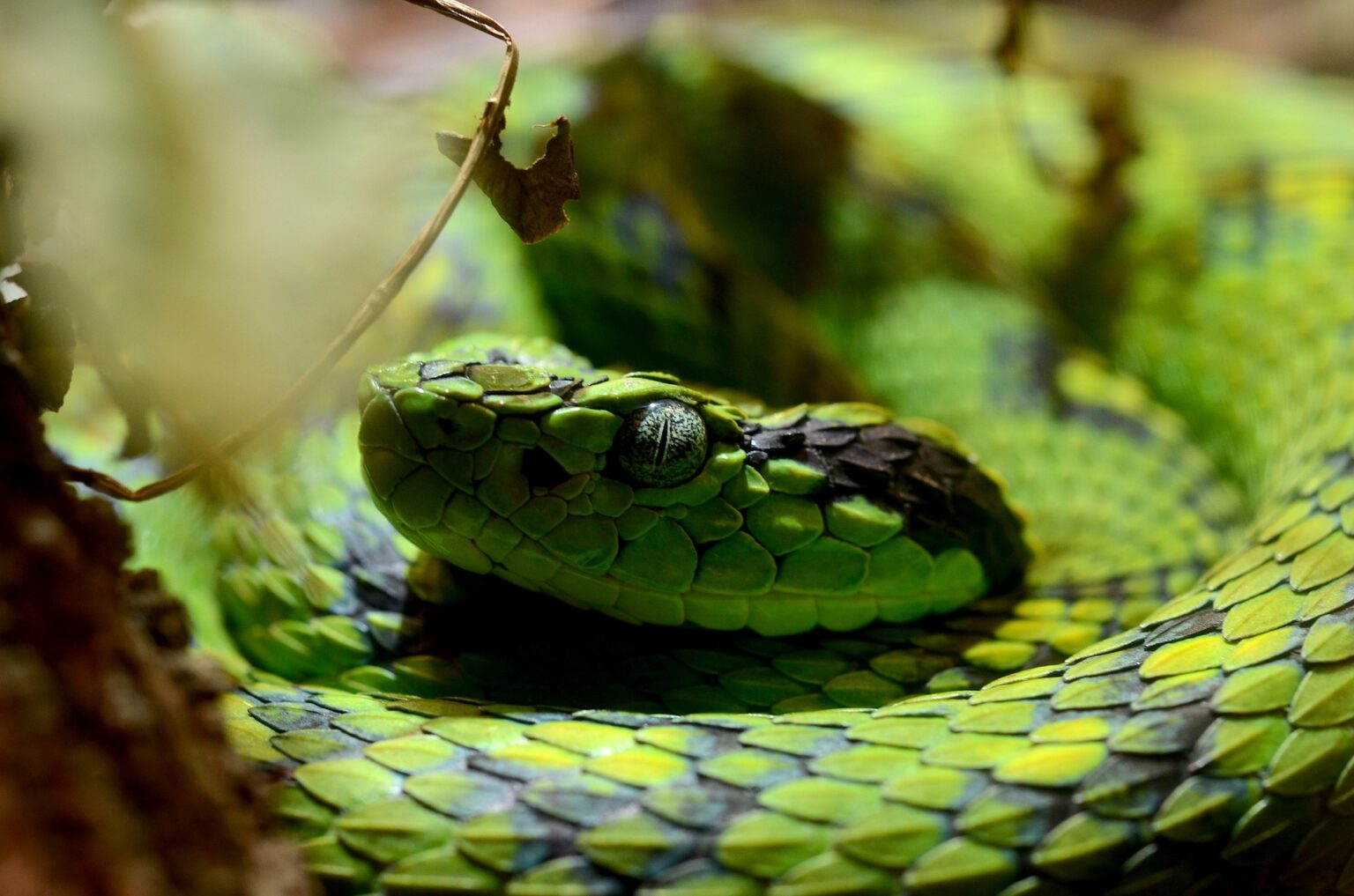 Sri Lankan Green Pit Viper - Animalitic Animalitic