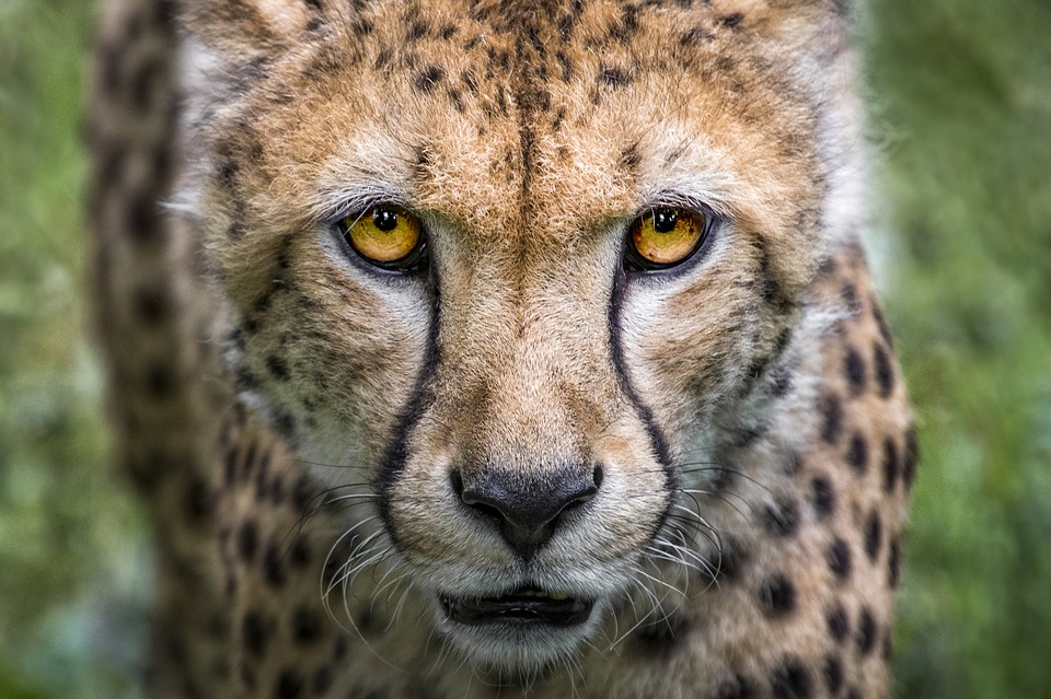 Cheetah