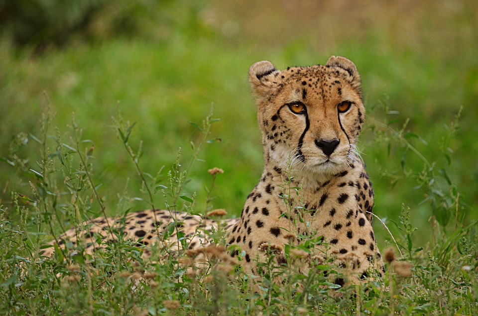 Cheetah