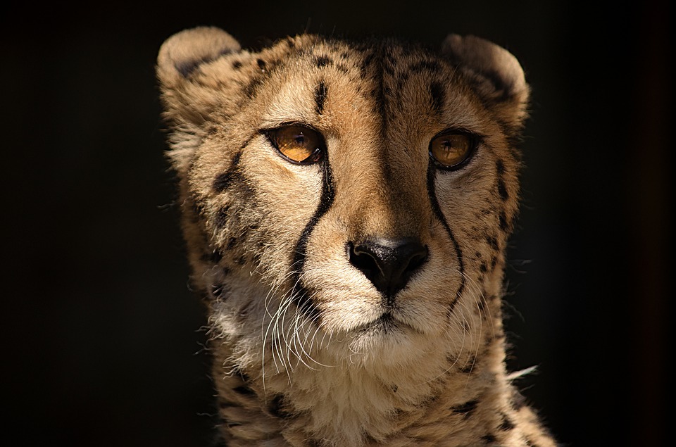 Cheetah