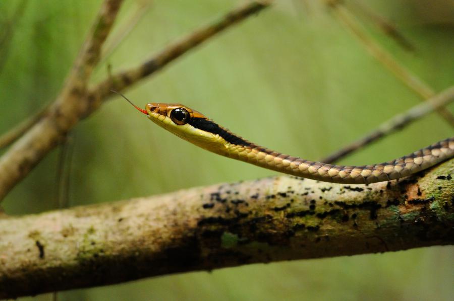 Common Bronzeback
