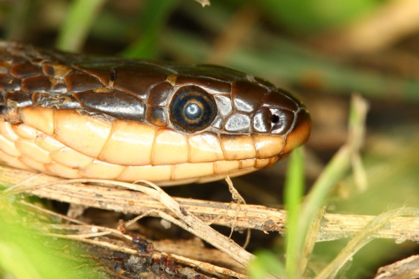 Common Trinket Snake