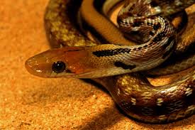 Common Trinket Snake
