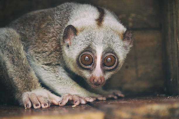 Slender loris