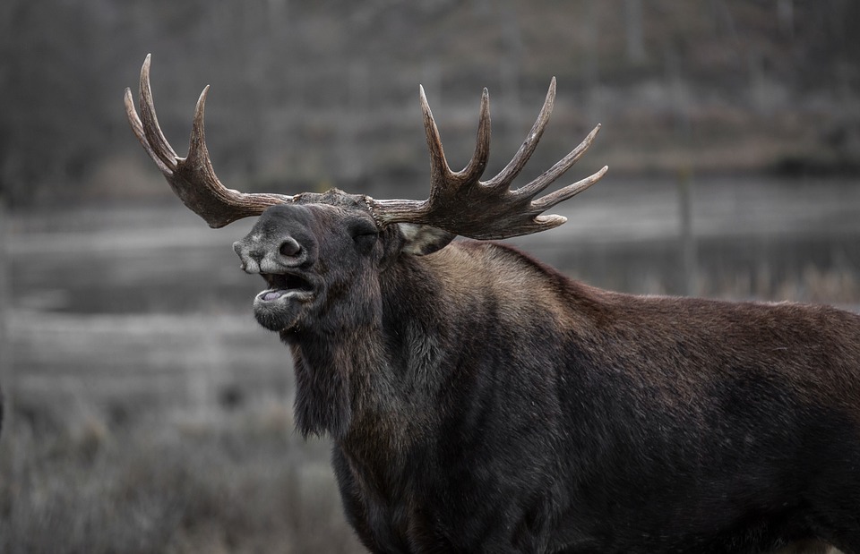 Bull Moose