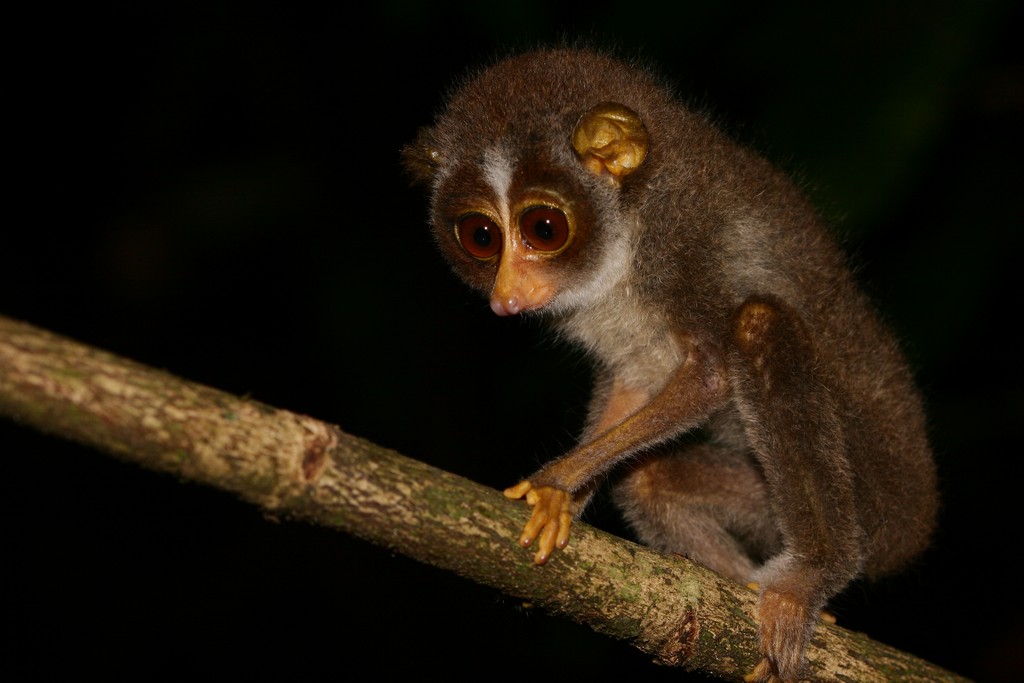 red-slender-loris Slender loris
