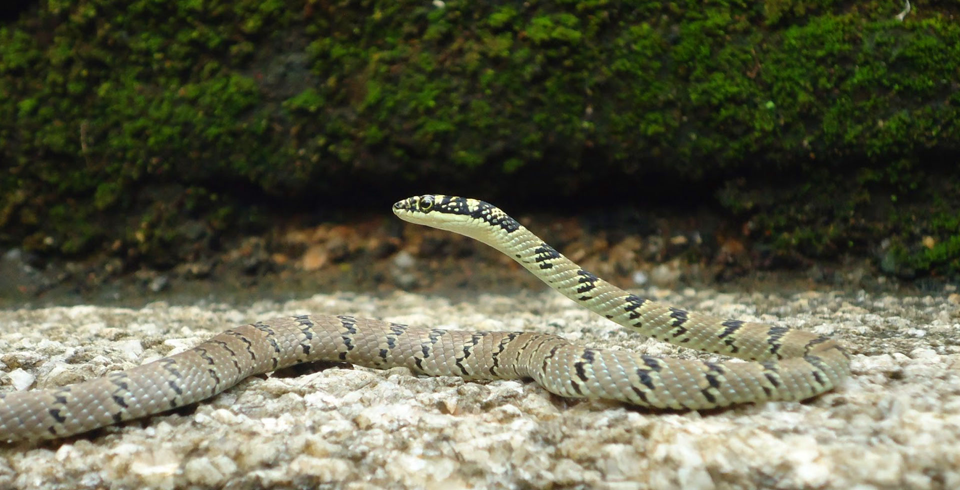 Flying Snake