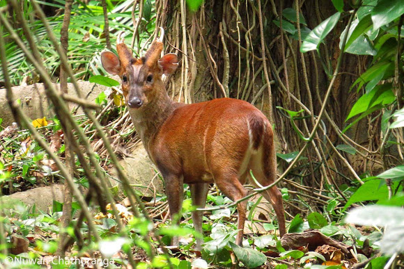 barking-deer