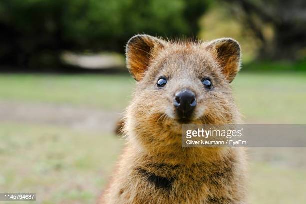 Quokka