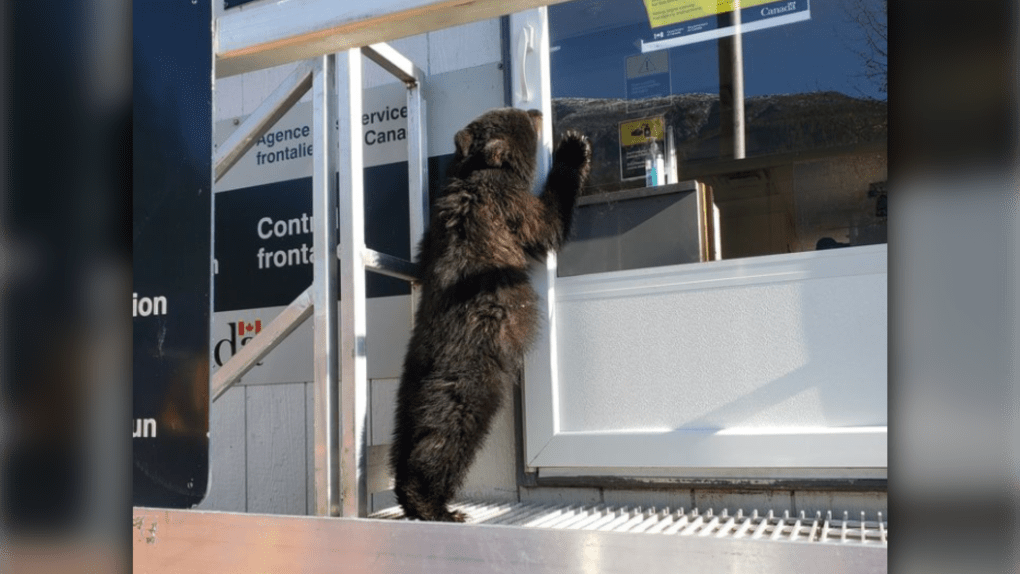 A young black bear approaches the Hyder-Stewart border crossing between northern B.C. and Alaska. (CBSA)