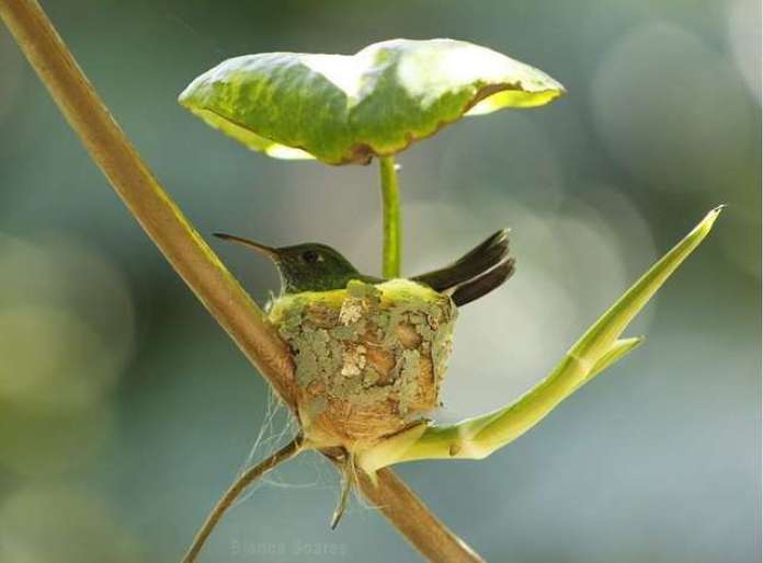 innovative hummingbird