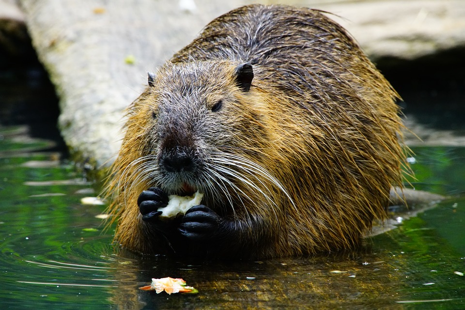 Beavers were Blamed for The Internet Outage in Canada