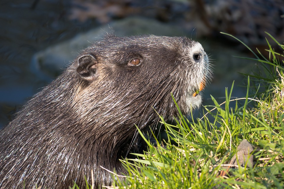 Beavers were Blamed for The Internet Outage in Canada