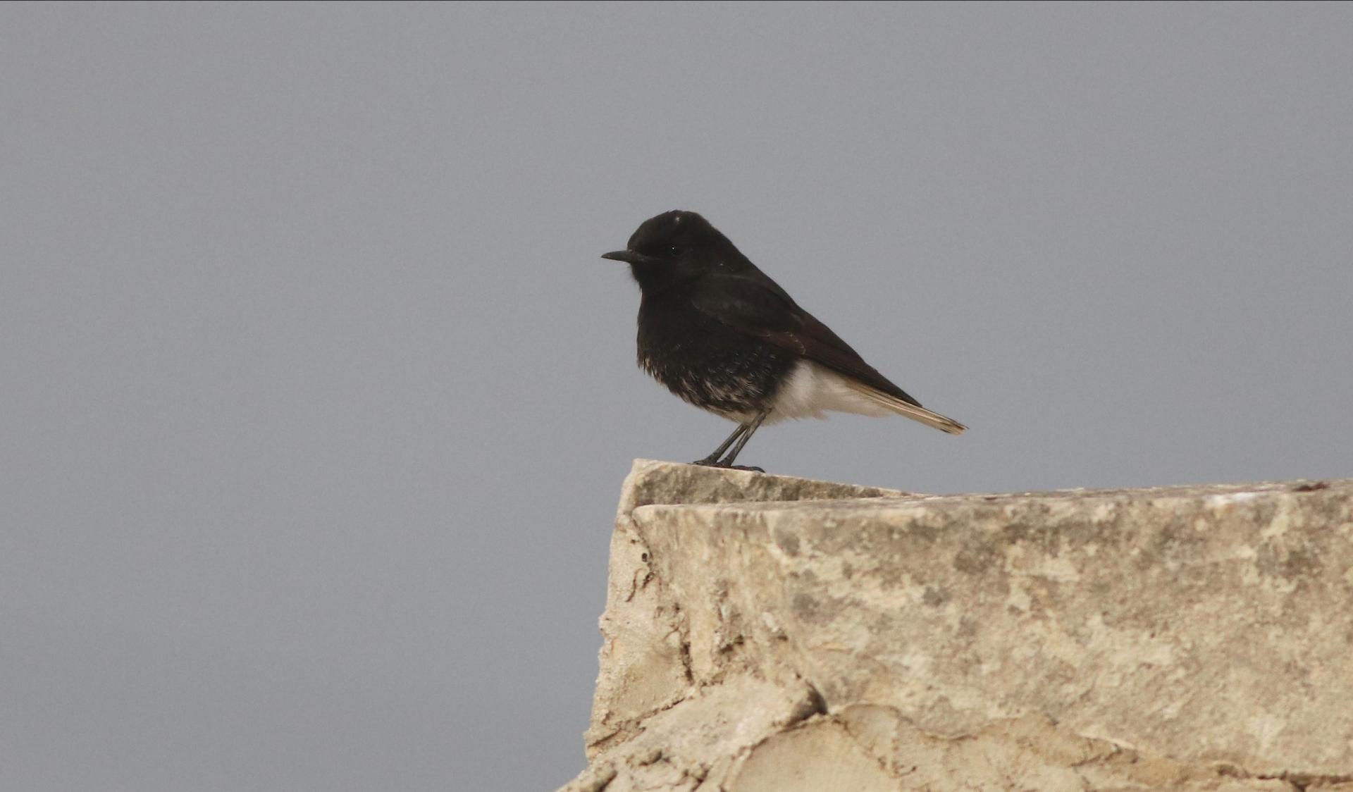 A White-crowned Wheatear seen in the south of Malta. Photo: Aron Tanti, Birdlife