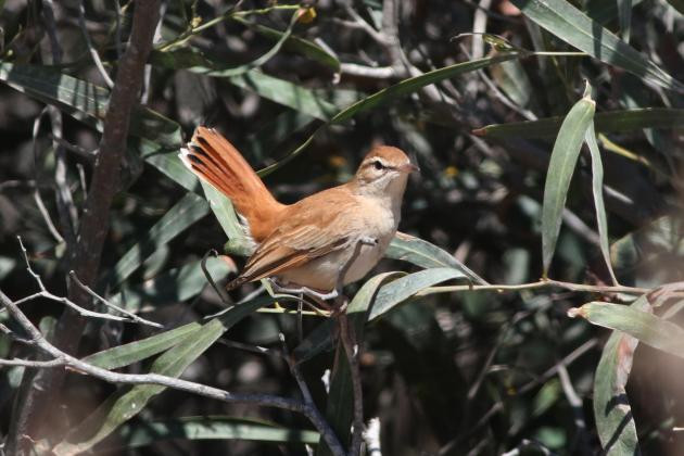 Rufous Bush Chat seen at Ħal Far. Photo: Aron Tanti, Birdlife