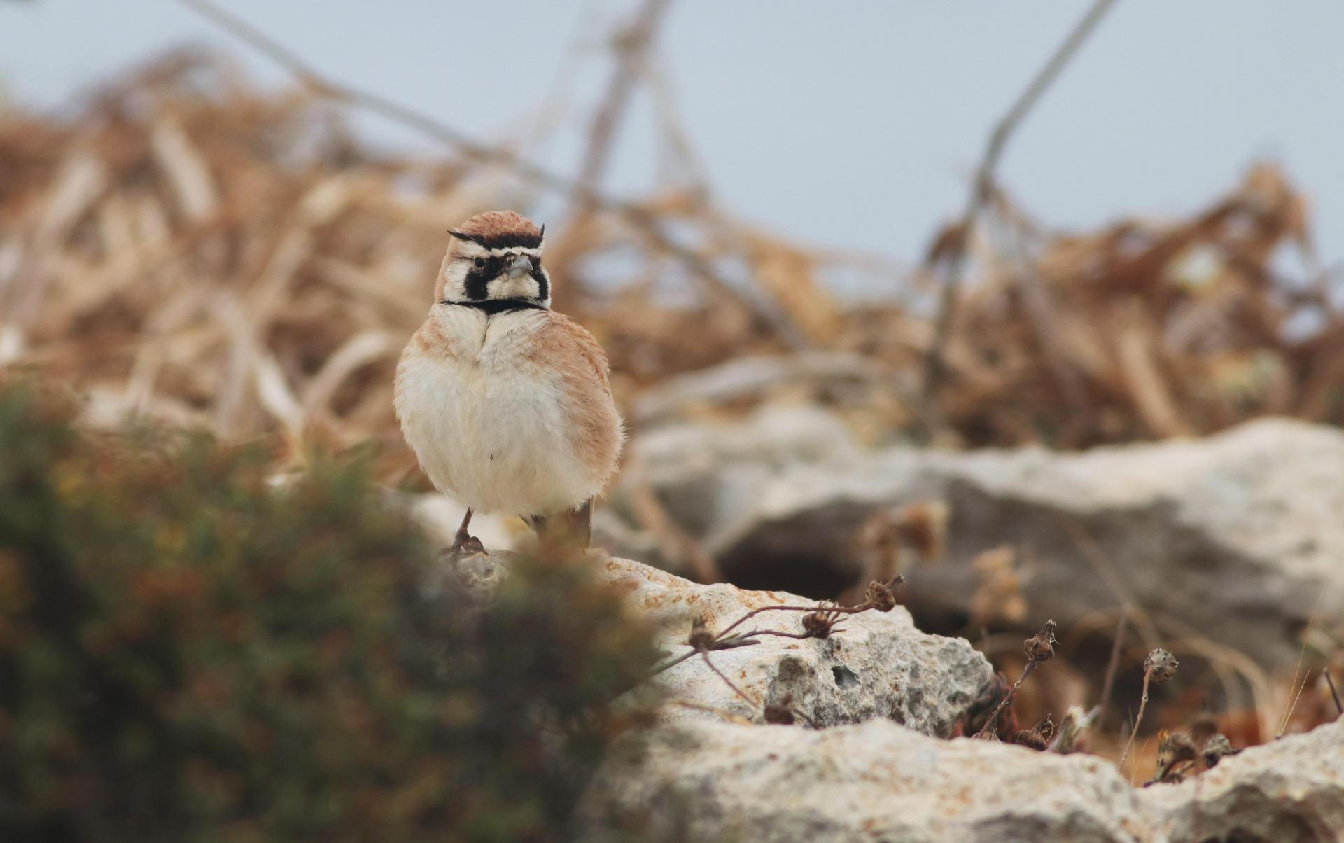 The very rare Temminck's Lark. Photo: Aron Tanti, Birdlife
