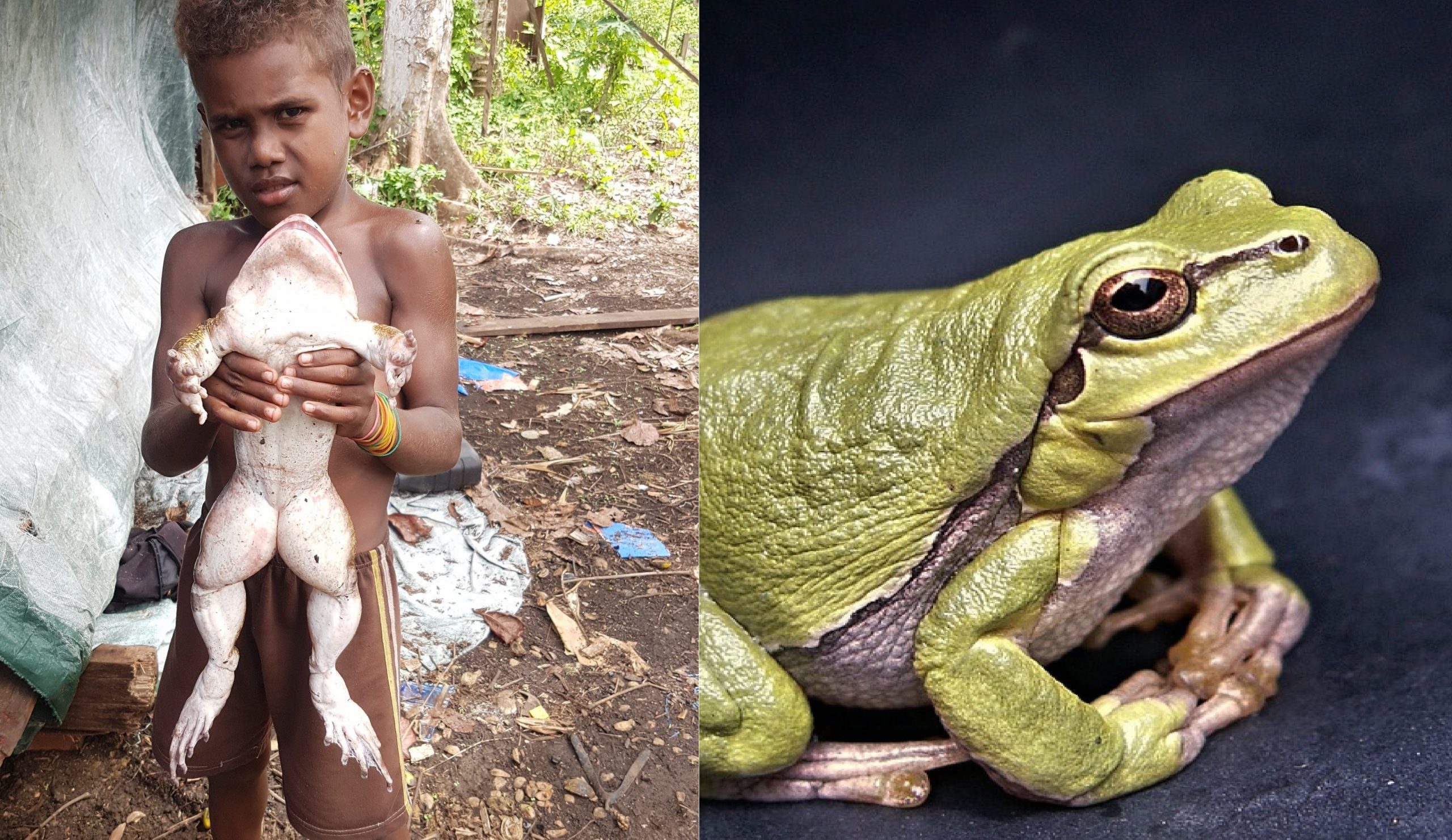 a-frog-the-size-of-a-human-baby-animalitic-animalitic