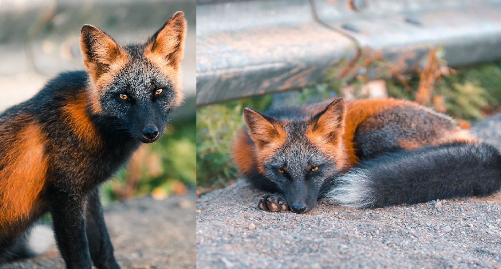 20 Stunning Pics of a Amazing Fire Fox - Animalitic Animalitic