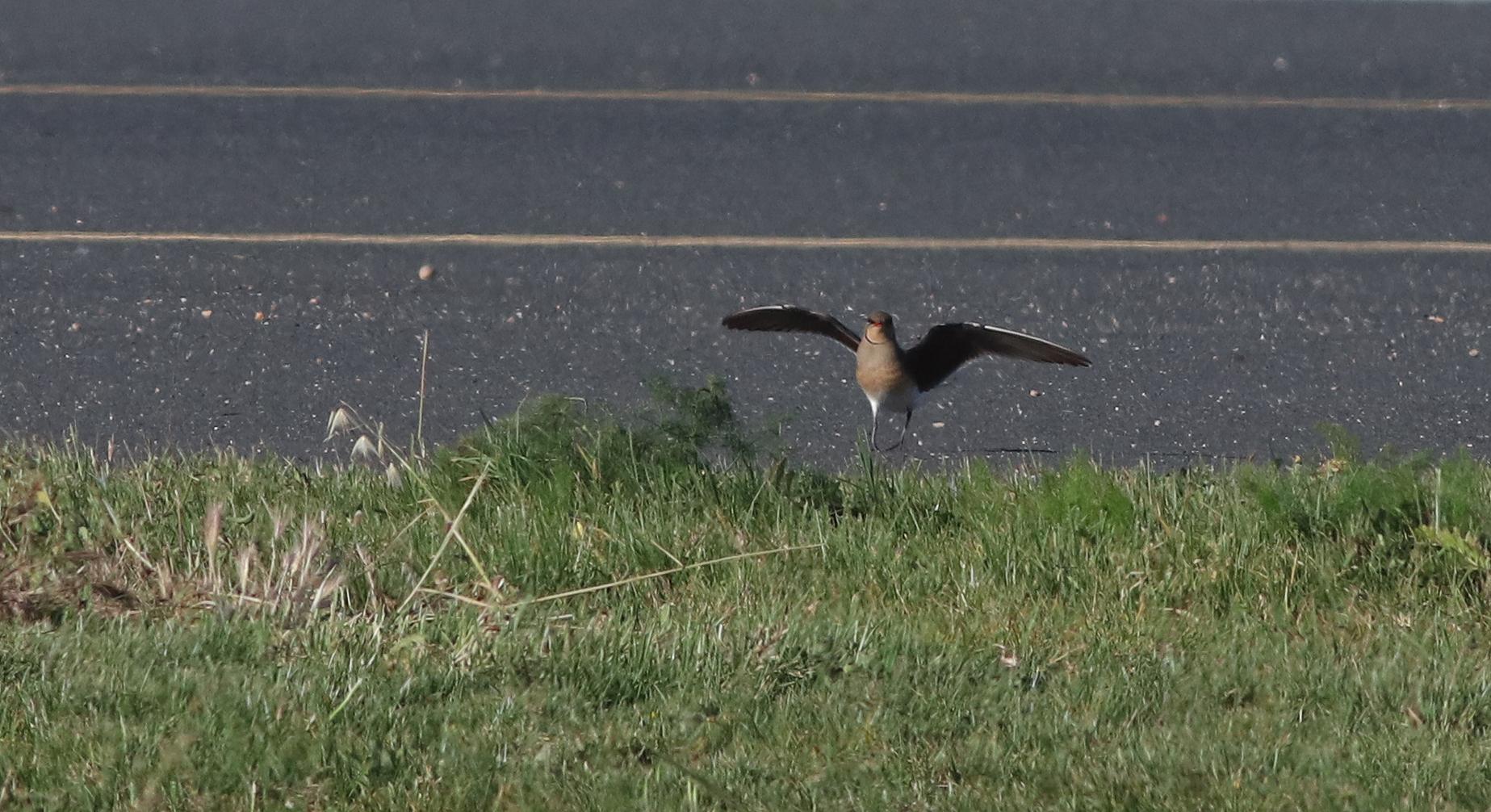 One of the Collared Pratincoles seen at the airport. Photo: Aron Tanti, Birdlife