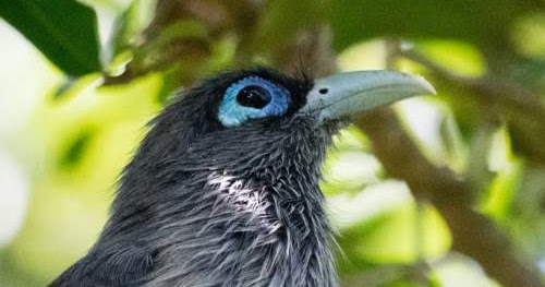 Blue-Faced Malkoha